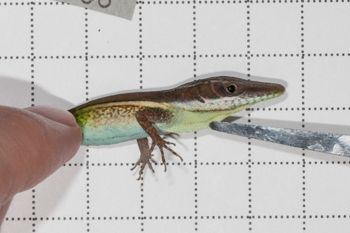 Media type: image;   Herpetology R-189493